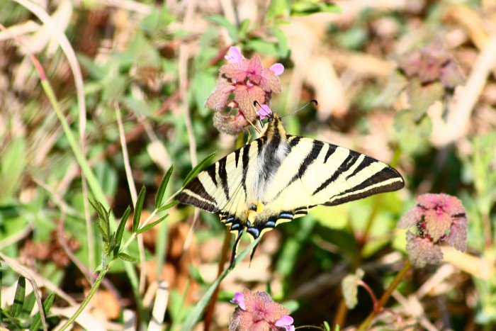 Ninfalidi,pieridi,papilionidi da ID-confermare